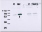 Anti-SMAD2 (RABBIT) Antibody