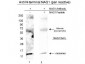 Anti-NAG-1 (N-terminal specific) (RABBIT) Antibody