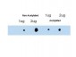 Anti-ATDC (RABBIT) Antibody