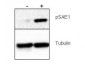 Anti-SUMO Activating Enzyme E1 (SAE1) pS185 (RABBIT) Antibody