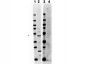 Anti-TRAF2 (RABBIT) Antibody