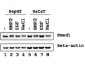 Anti-SMAD1 (RABBIT) Antibody