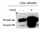 Anti-SMAD3 pT179 (RABBIT) Antibody