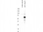 Anti-ATG13 pS318 (RABBIT) Antibody