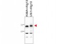 Anti-ATG13 (RABBIT) Antibody