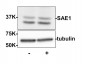 Anti-SUMO Activating Enzyme E1 (SAE1) (Rabbit) Antibody