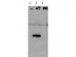 Anti-Hice1 pS70 (Rabbit) Antibody