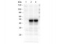 Anti-Hice1 (Rabbit) Antibody