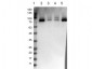 Anti-p90 RSK1 (RABBIT) Antibody