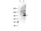 Anti-STAT6 pY641 (RABBIT) Antibody