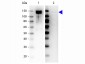 Anti-GAB1 pY659 (RABBIT) Antibody