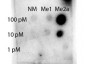 Anti-STAT1 [Asym-dimethyl Arg31] (RABBIT) Antibody