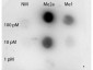 Anti-STAT3 [Asym-dimethyl Arg31] (RABBIT) Antibody