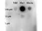 Anti-STAT5 [Arg31-Methyl] (RABBIT) Antibody