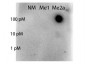 Anti-STAT5 [Asym-dimethyl Arg31] (RABBIT) Antibody