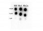 Anti-STAT3 (RABBIT) Antibody