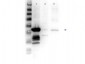 Anti-MEK1 (RABBIT) Antibody