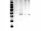 Anti-MEK2 (RABBIT) Antibody