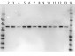 Anti-ERK2 (RABBIT) Antibody