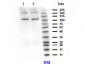 Anti-PIK3CB (RABBIT) Antibody