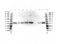 Anti-Glyceraldehyde-3-Phosphate Dehydrogenase (GAPDH) (RABBIT) Antibody