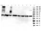 Anti-p53 (ac Lys292) (RABBIT) Antibody