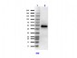 Anti-HSF1 (RABBIT) Antibody