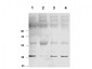 Anti-PKM2 (RABBIT) Antibody