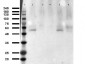 Anti-p53 (ac Lys305) (RABBIT) Antibody