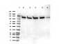 Anti-SIRT1 (RABBIT) Antibody