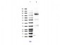 Anti-Retinoblastoma [Monomethyl Lys860] (RABBIT) Antibody