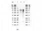 Anti-PIAS1 (RABBIT) Antibody