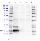 Anti-H2AX pS139 (RABBIT) Antibody