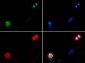 Anti-Histone H4 [p Ser1] (RABBIT) Antibody