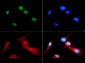 Anti-Histone H4 [Monomethyl Arg3] (RABBIT) Antibody