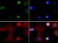 Anti-Histone H4 [ac Lys5] (RABBIT) Antibody