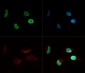 Anti-Histone H4 [ac Lys8] (RABBIT) Antibody