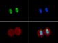 Anti-Histone H4 [ac Lys16] (RABBIT) Antibody