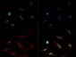 Anti-Histone H4 [Monomethyl Lys20] (RABBIT) Antibody