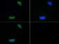 Anti-Histone H4 [Dimethyl Lys20] (RABBIT) Antibody