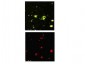 Anti-Beta Amyloid pyro E3 (RABBIT) Antibody