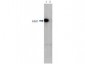 Anti-HDAC1 (RABBIT) Antibody