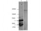 Anti-HDAC2 (RABBIT) Antibody