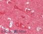 Anti-Neuronal Calcium Sensor 1 (RABBIT) Antibody