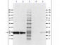 Anti-Caveolin-1 (RABBIT) Antibody