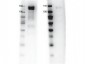 Anti-GAB1 (RABBIT) Antibody