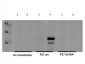 Anti-p27 kip1 pS140 (RABBIT) Antibody