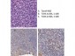 Anti-TLR4 (RABBIT) Antibody