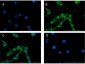 Anti-Glucagon (RABBIT) Antibody