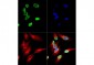 Anti-Histone H4 [ac Lys12] (RABBIT) Antibody